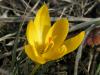 Crocus Chrysanthus skp
