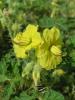 Solanum Rostratum ( Solanaceae )