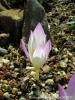 Colchicum Speciosum / Vargit