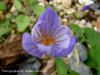 Crocus Speciosus Subsp. Speciosus