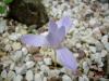 Crocus Speciosus Subsp. Ilgazensis