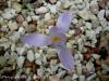 Crocus Speciosus Subsp. Ilgazensis