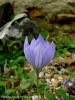 Crocus Speciosus Subsp. Speciosus