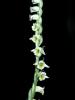 Spiranthes Spiralis / Orchidaceae