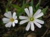 Stellaria Holostea (ku Otu) Kartepe