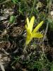 Sternbergia Colchiciflora / Amaryllidaceae