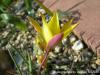 Tulipa Sylvestris