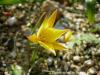 Tulipa Sylvestris