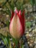 Tulipa Orphanidea stanbul