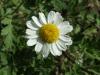 Tanacetum Parthenium / Asteraceae