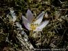 Colchicum Triphyllum / Asar Da Ka