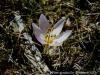 Colchicum Triphyllum / Asar Da Ka