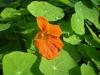 Tropaeolum Majus (latiniei).jpg