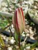 Tulipa Orphanidea