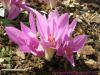 Colchicum Turcicum