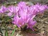 Colchicum Turcicum