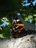 Vanessa Atalanta atalca