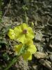 Verbascum Blattaria ( Scrophulariace )