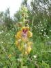 Verbascum Bugulifolium  Ist.