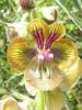 Verbascum Bugulifolium Ist.