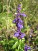 Salvia farinacea / Lamiaceae Zeytinburnu Tbbi Bitkiler Bahesi
