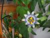 Pasiflora iei