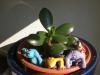 Crassula Arborescens (yeim Aac)