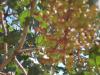 Menengi (pistacia Terebinthus )-edene
