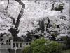 japonyadan kiraz ağacı şöleni