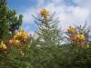 Paa By (Poinciana gillesii)