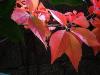 Amerikan Sarma (Parthenocissus quinquefolia)