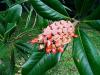 Manolya (Magnolia grandiflora)