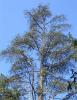 Atlas sediri  (Cedrus atlantica)