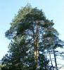 SARIAM (Pinus Sylvestris)