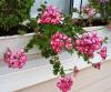 Ebruli sakz sardunya (Pelargonium peltatum roulettii)