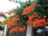 Acem Borusu (campsis Radicans Grandiflora)