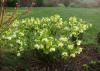 Helleborus Orientalis