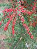 Cotoneaster horizontalis/ Da Mumulas2