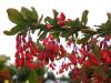 Berberis vulgaris