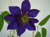 Multiblu Clematis