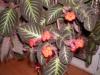 18812-episcia Cupreata Flame Violet