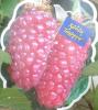 Ahududu(rubus Tayberry)