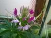 Cleome(rmcek iei)