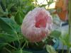Hibiscus Luna White (beyaz Dev Hatmi)
