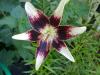 Lilium Netty's Pride