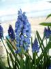 Muscari Armenicum (mavi zm Smbl)