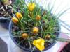 idem (crocus) Funcocinthus