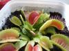 Dionaea Muscipula