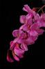 Pembe Akasya çiçeği