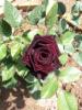 Black Baccara